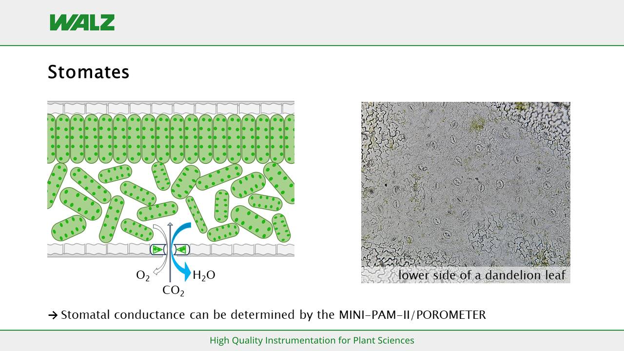 Photosynthesis